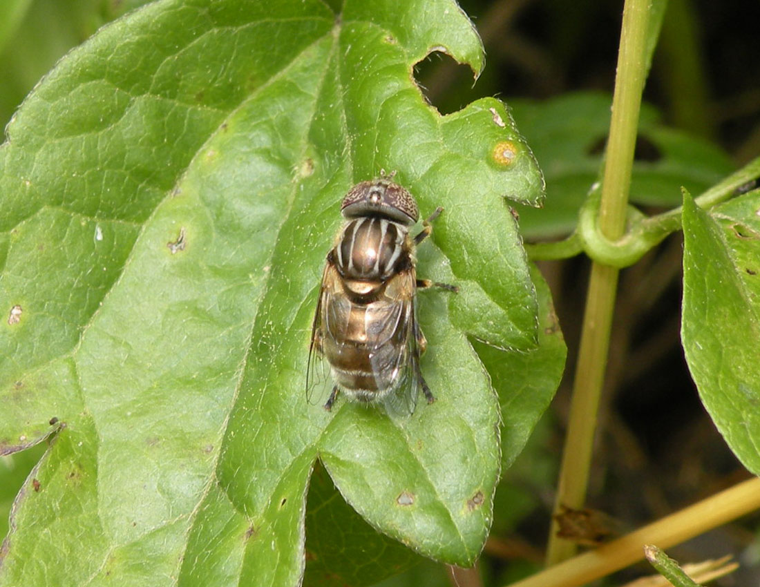 Il solito problema: Eristalinus aeneus o sepulcralis..